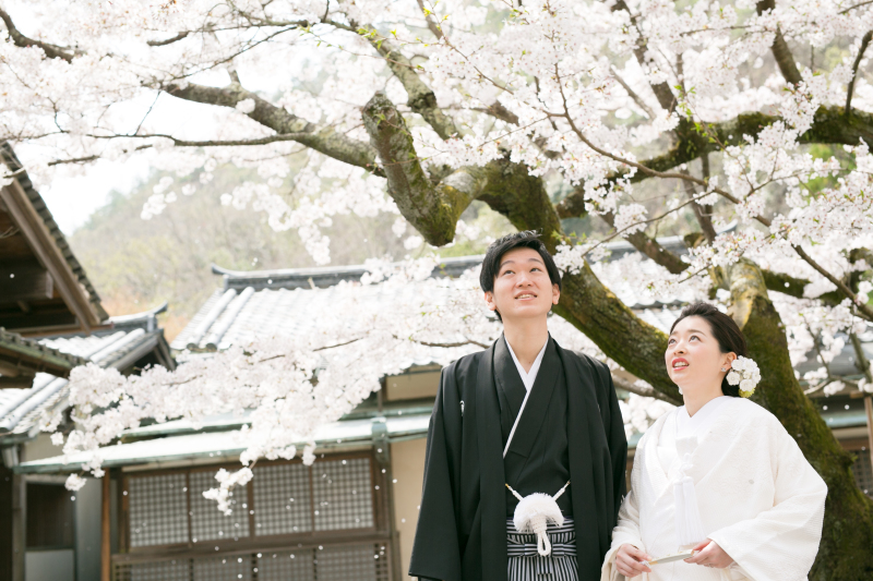 桜の開花まであと数日！