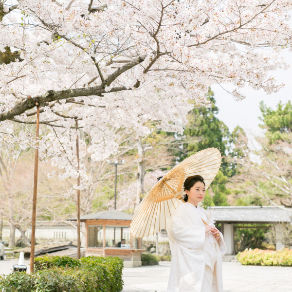 京都の桜で撮影しませんか？