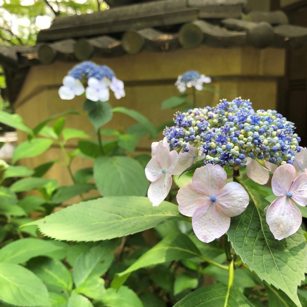 紫陽花