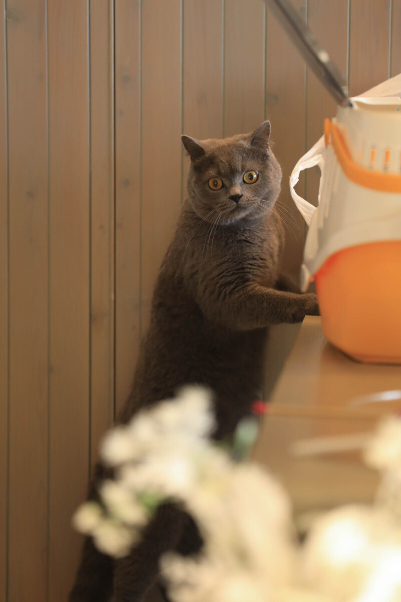 愛猫との時間~幸せを招く時間~