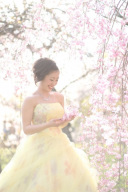 カラードレスと桜