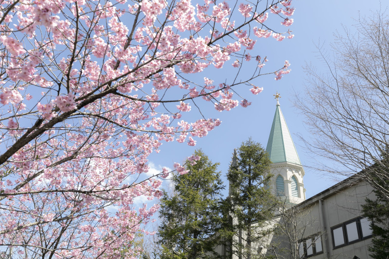 間もなく桜