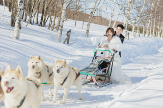 犬好きさん必見!もふもふハスキーちゃんと犬ぞり×ウエディングフォト!!