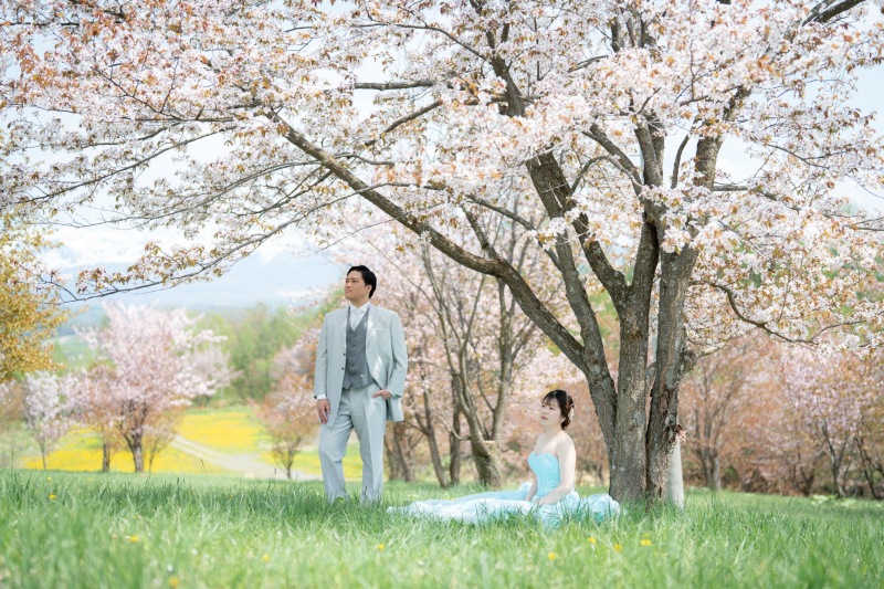 美瑛町の桜は5月開花