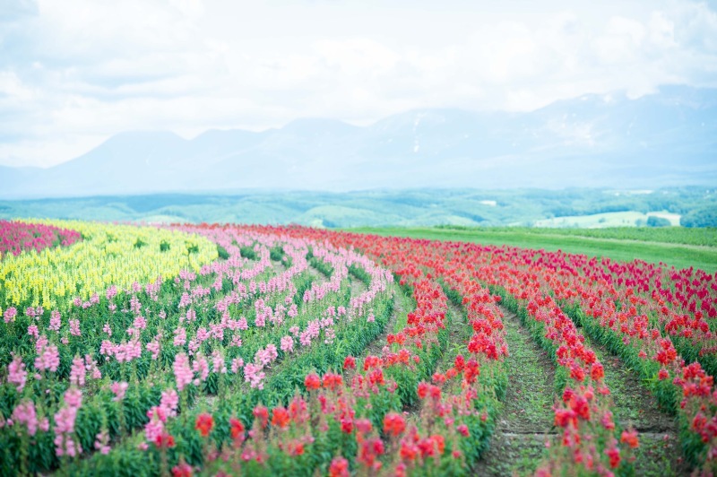 【速報!】お花の開花情報です^^