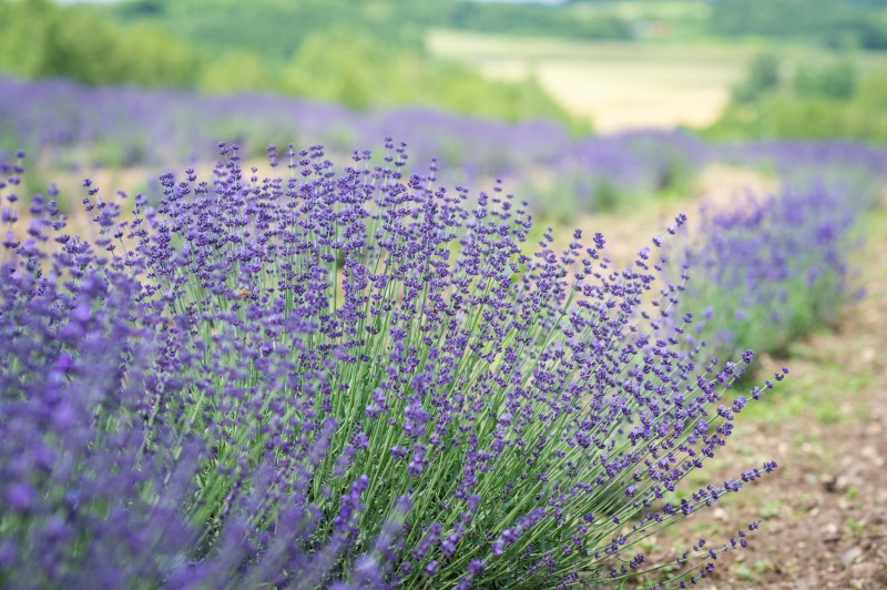 【速報！】お花の開花情報です＾＾