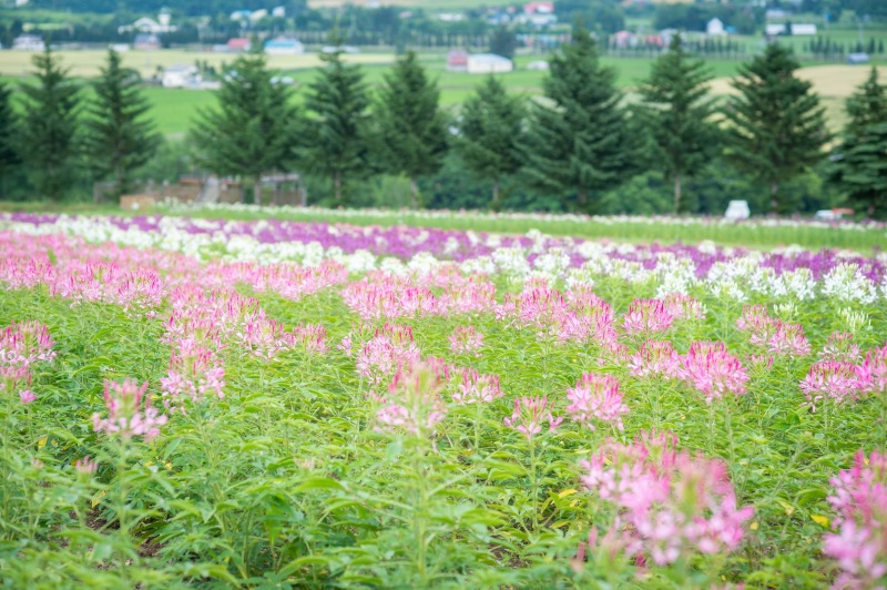 【速報!】お花の開花情報です^^