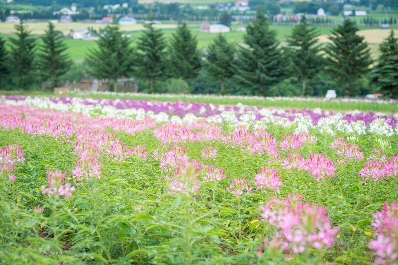 【速報！】お花の開花情報です＾＾