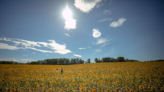 一面ひまわり畑での撮影は思い出になること間違いなし！！！