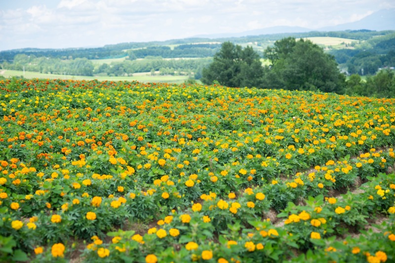 【速報!】お花の開花情報です^^