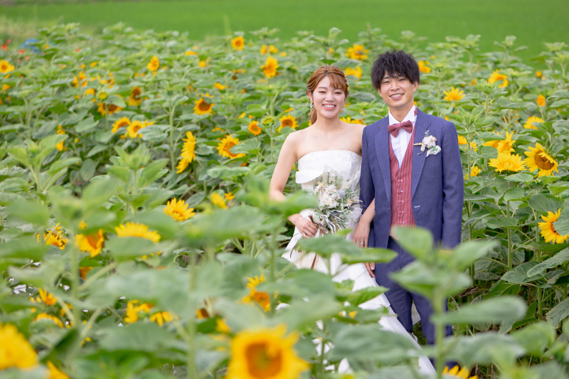 美瑛・富良野のひまわりのこと