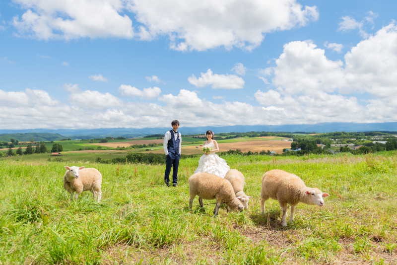 7月25日頃の美瑛富良野3か所巡遊日の出公園、千代田ファーム、四季彩の丘の感じ!
