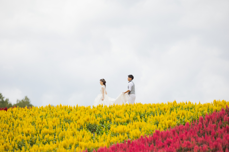 美瑛四季彩の丘、だんだんお花がカラフルになります