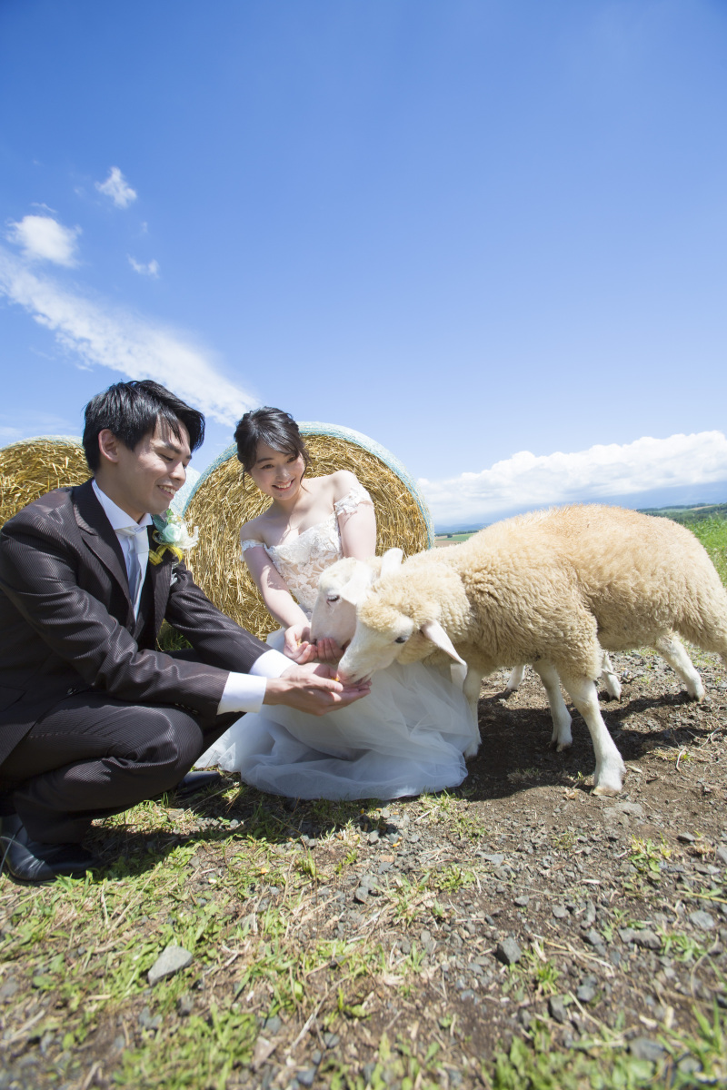 7月中旬ころの羊と撮影、四季彩の丘の2か所かわいいとカラフル楽しめます