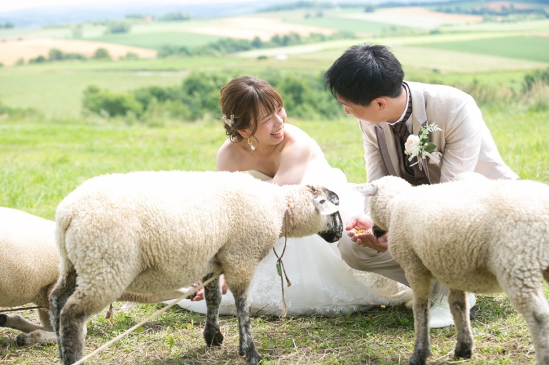 羊と馬に囲まれる優しい一枚