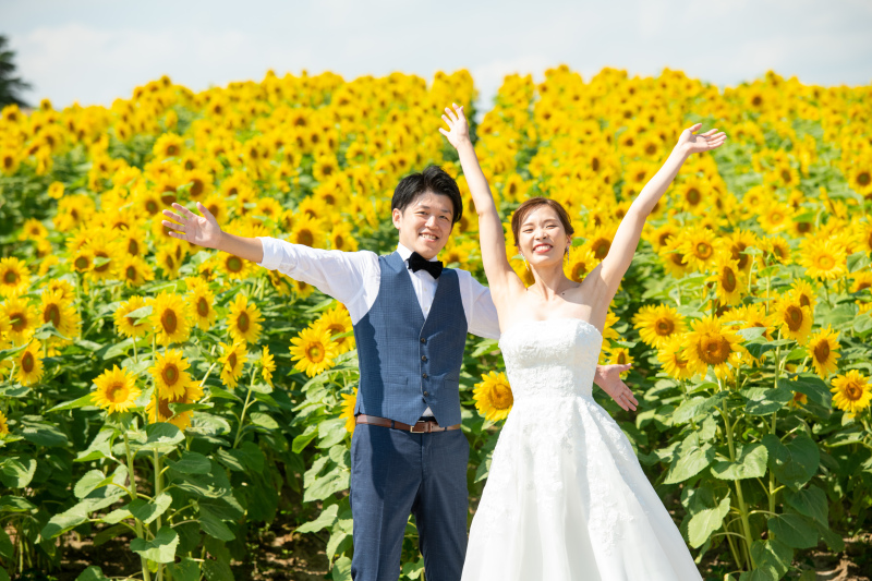 美瑛・富良野のひまわりのこと