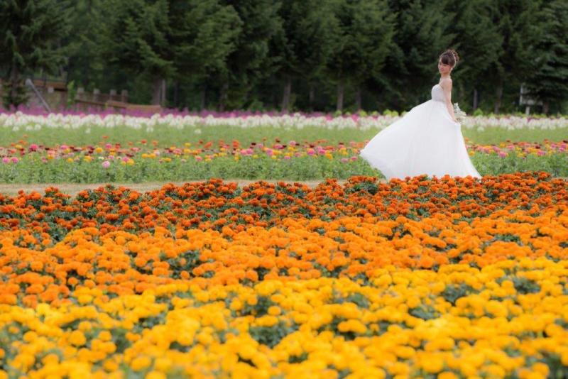 北海道お花畑で結婚写真。ラベンダーひまわりだけじゃない５つの手順