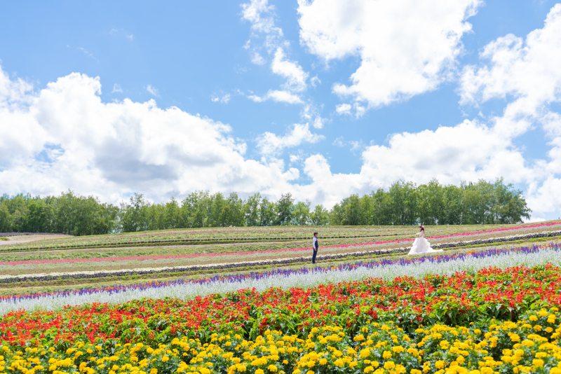 7月25日頃の美瑛富良野3か所巡遊日の出公園、千代田ファーム、四季彩の丘の感じ!