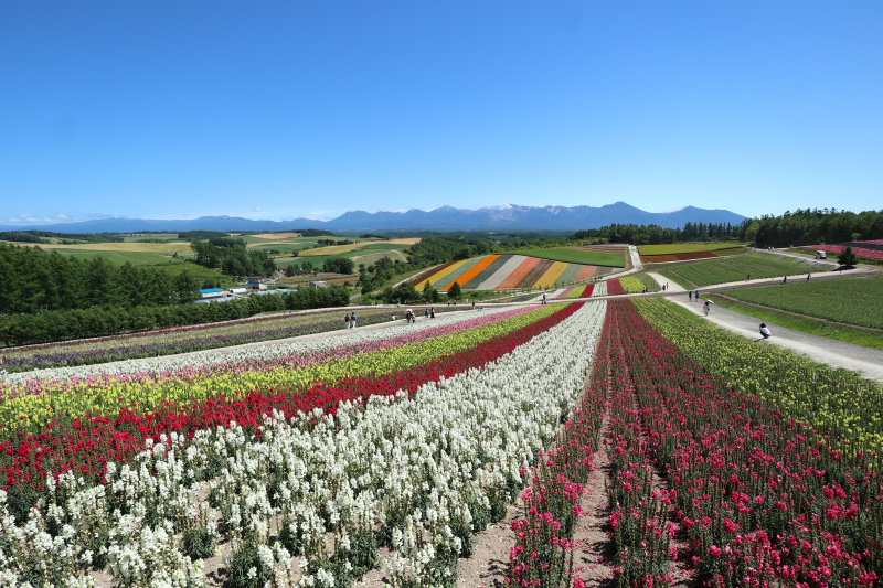 北海道美瑛町前撮フォトウェディングを楽しむ ２つの景色深堀情報