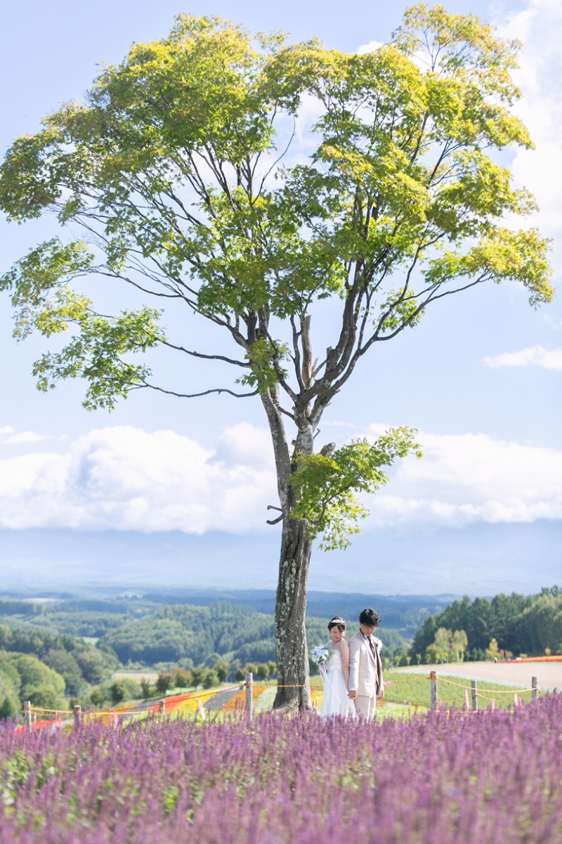 【四季彩の丘】美瑛の広大な丘陵地に広がるお花畑