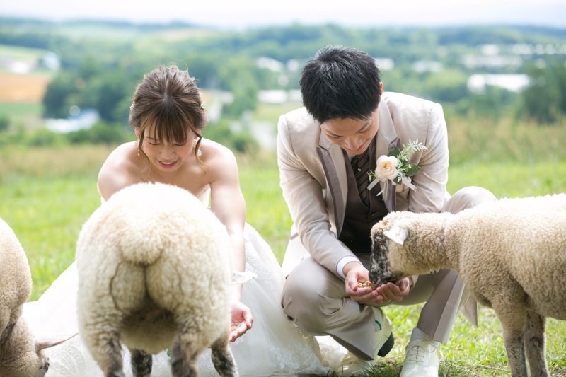 羊と馬に囲まれる優しい一枚