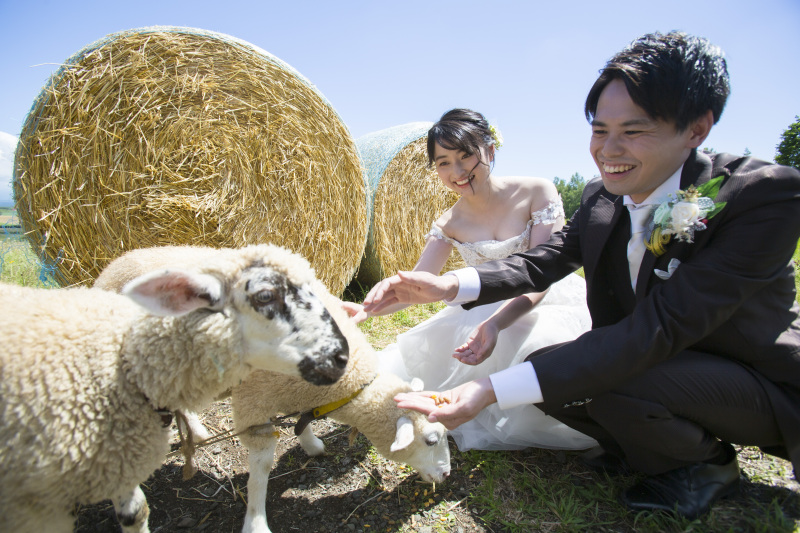 7月中旬ころの羊と撮影、四季彩の丘の2か所かわいいとカラフル楽しめます