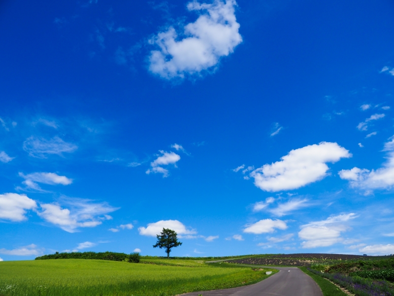 北海道美瑛町前撮フォトウェディングを楽しむ ２つの景色深堀情報