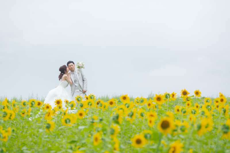 美瑛・富良野のひまわりのこと