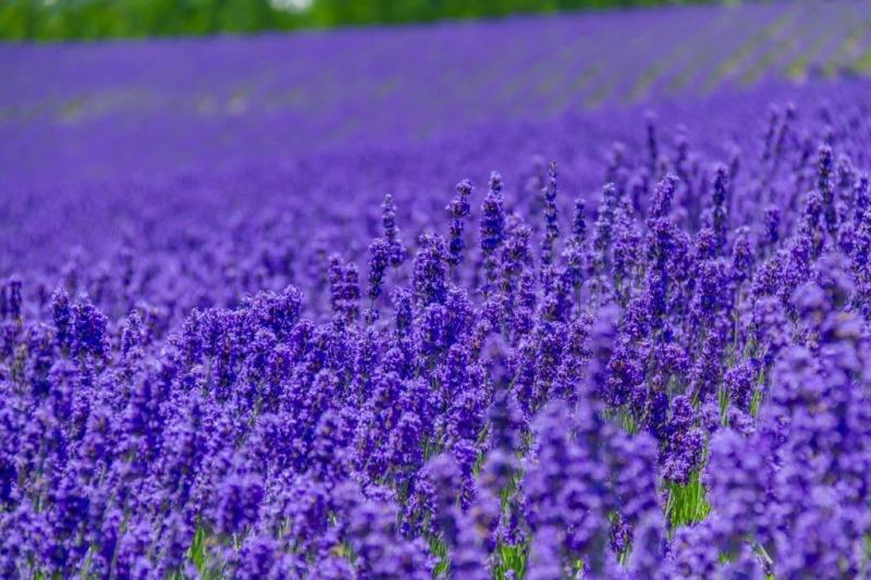 北海道フォトウェディング美瑛・富良野映える青と碧の5つの話 