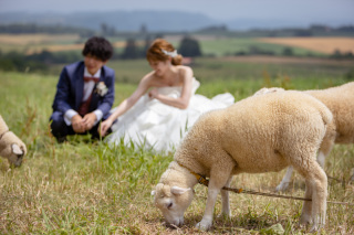  美瑛・富良野　　羊と撮影　ラベンダーその２