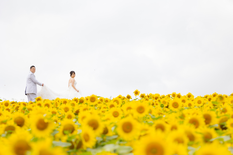 美瑛・富良野のひまわりのこと