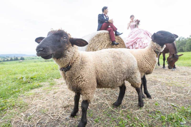 牧草ロールでの撮影と、その正体を徹底紹介