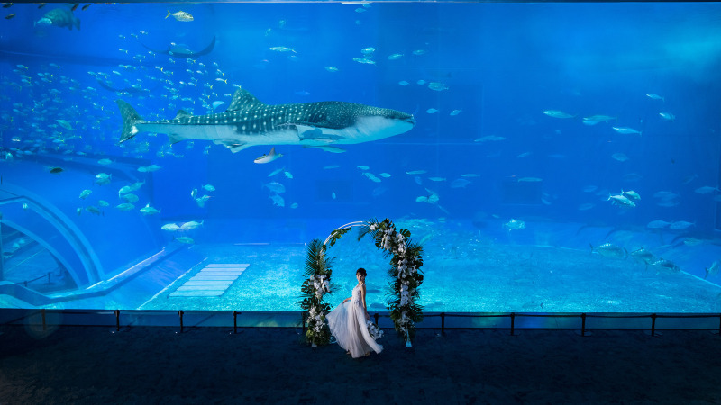 【美ら海水族館＊フォトウェディング】新プラン＊