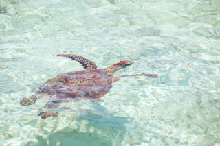 大人気!『与論島』の魅力をご紹介 ☆*