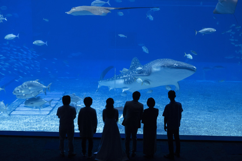 大迫力！美ら海水族館でウェディングフォト＊*