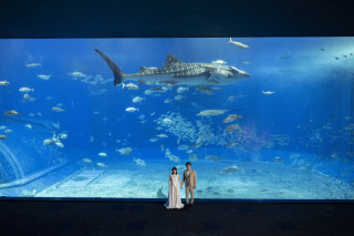美ら海水族館・海洋博公園でのお写真をご紹介＊