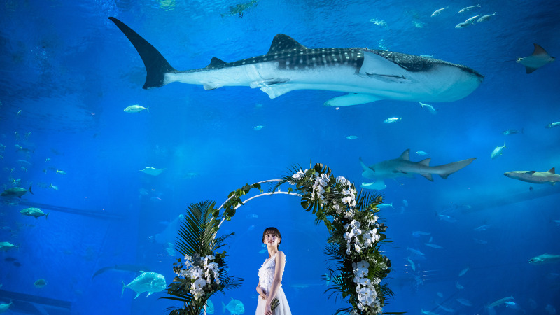 【美ら海水族館＊フォトウェディング】新プラン＊