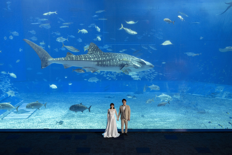 大迫力！美ら海水族館でウェディングフォト＊*