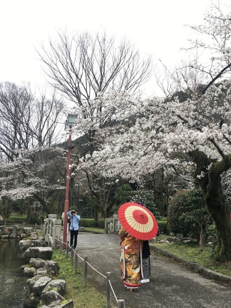 待ちにまった桜フォトですよ〜(^^)/