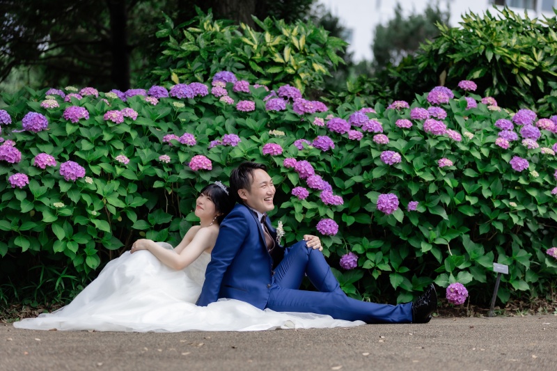 これからが見頃！紫陽花