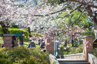 桜 咲く!