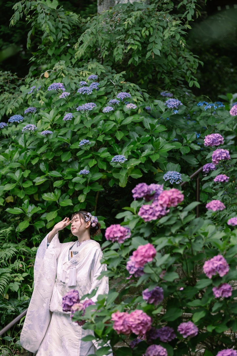 これからが見頃！紫陽花