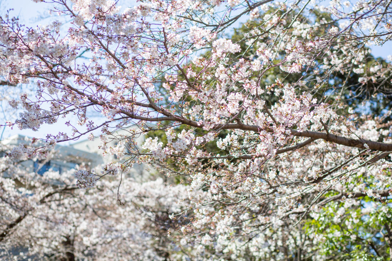 桜 咲く!