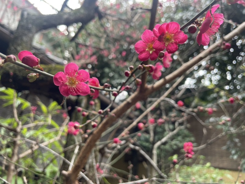 梅の花が開花しました(*^_^*)