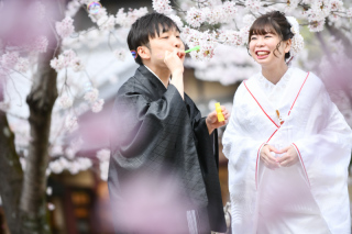 桜撮影風景の紹介✿
