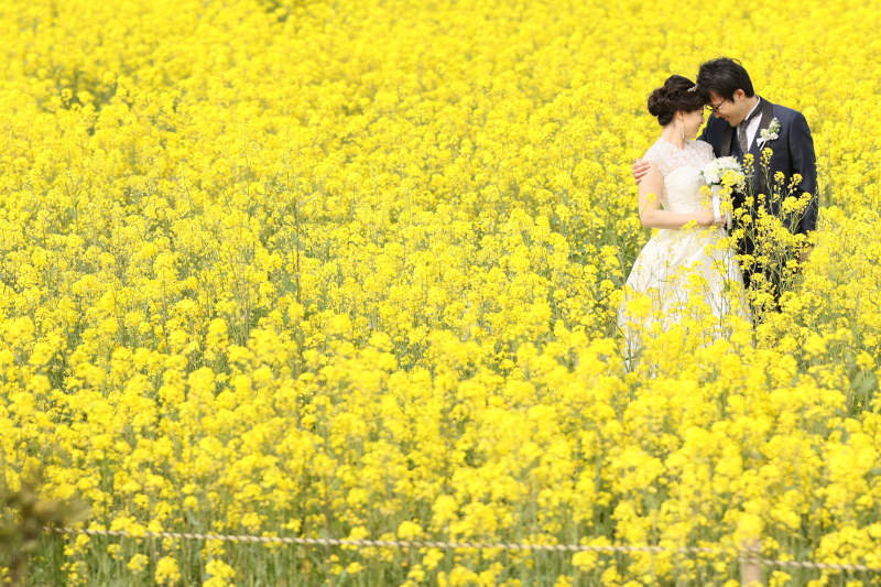 ロケ地紹介☆淡路花さじき菜の花畑