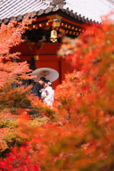 紅葉撮影☆☆☆