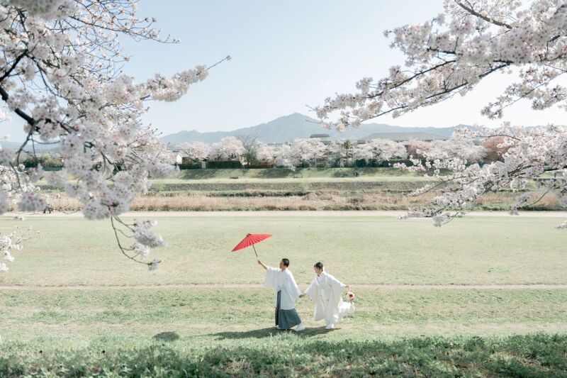 満開の桜✿✿
