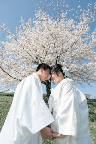 鴨川の桜