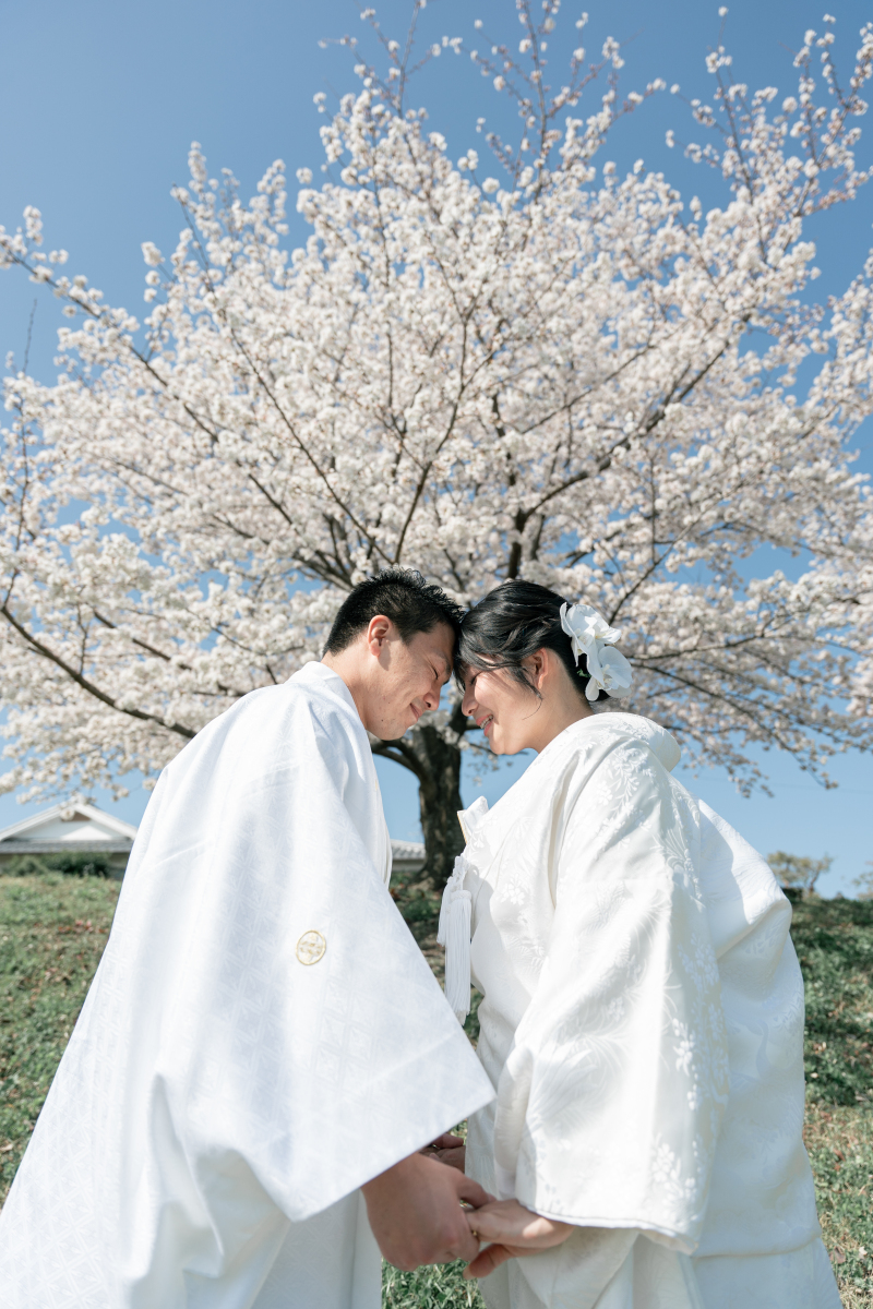 鴨川の桜